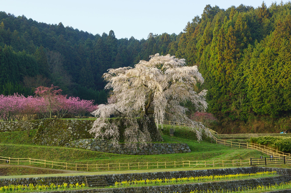 奈良の１本桜