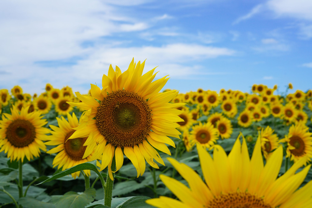 夏の花畑