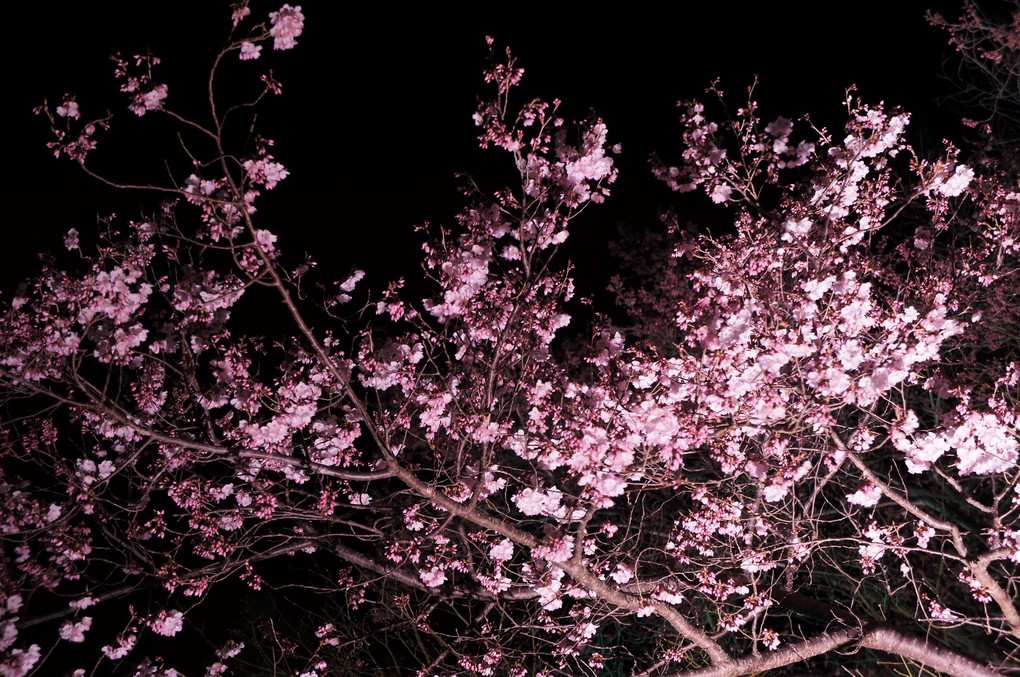 高遠城址公園の桜