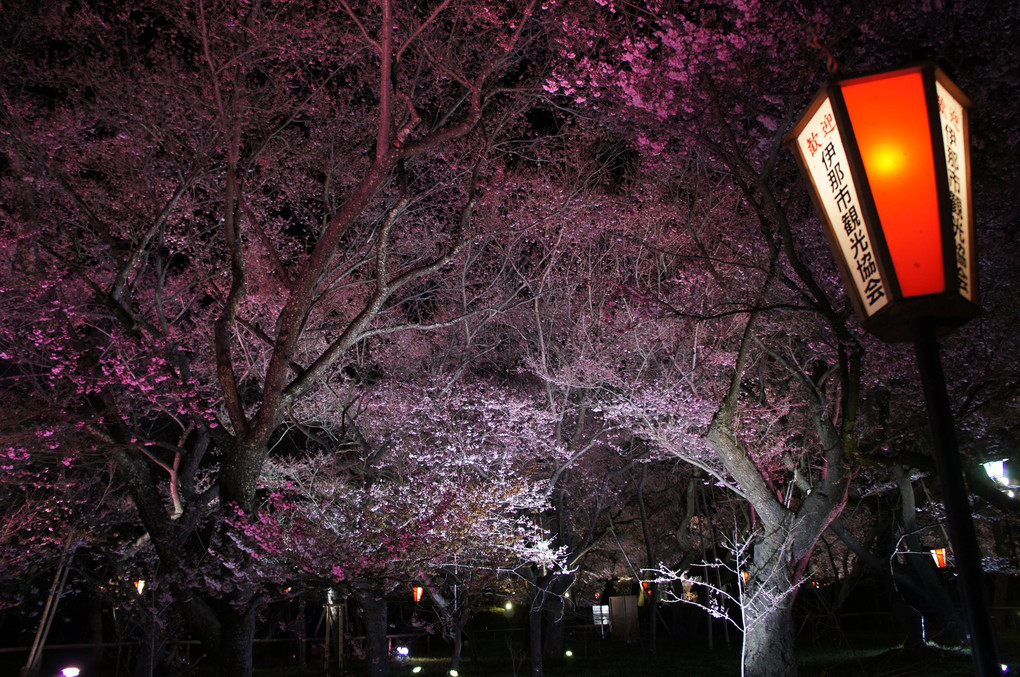高遠城址公園の桜