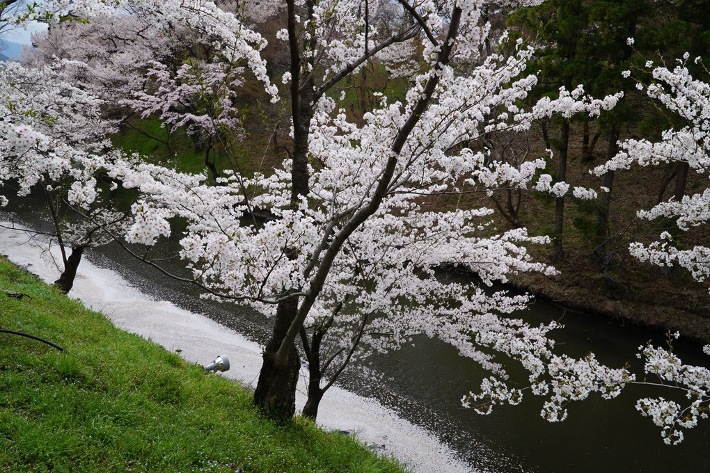上田城址公園の桜