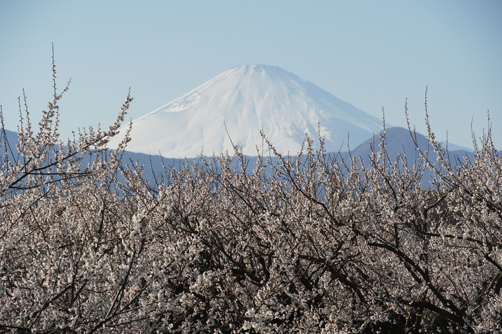 梅林から見る富士山