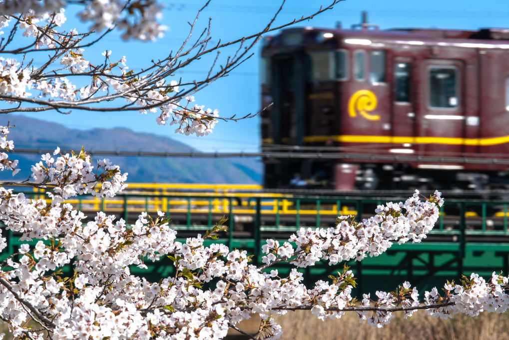 桜といさりび鉄道