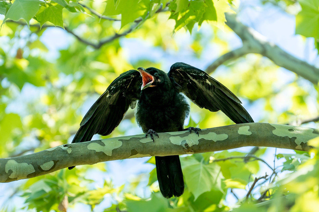 公園で出会ったカラスの子供