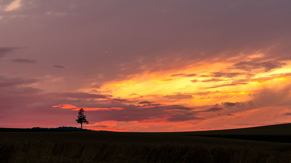 夕日の木と丘のシルエット