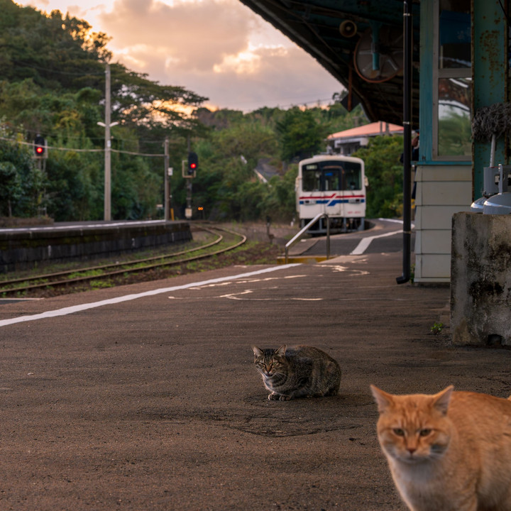 日本最西端の鉄道駅では猫ちゃんがお出迎え♪