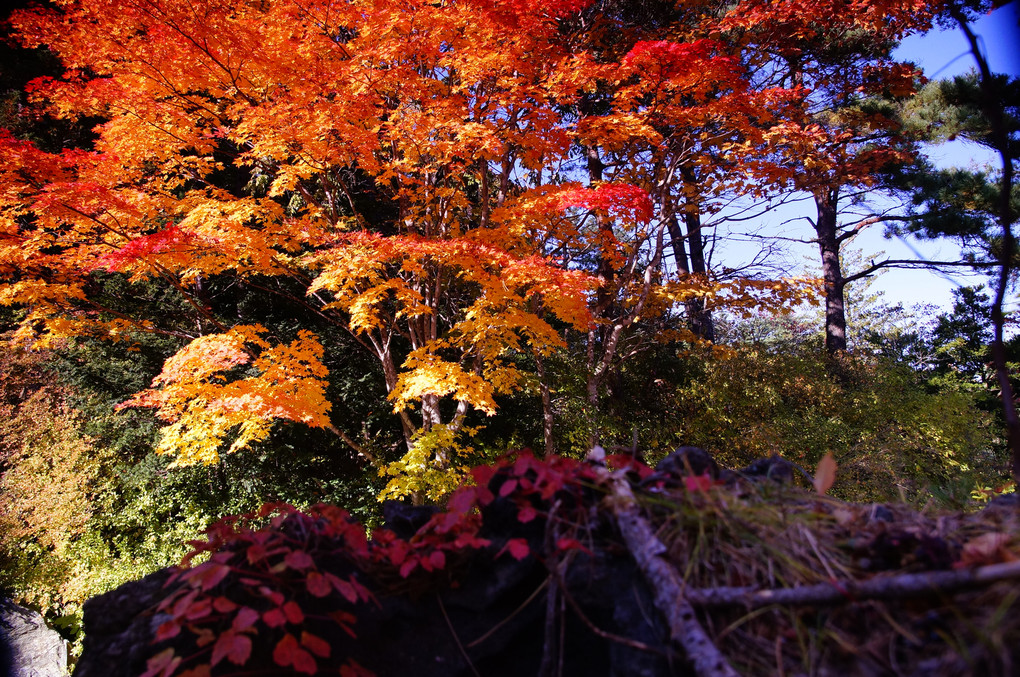 紅葉