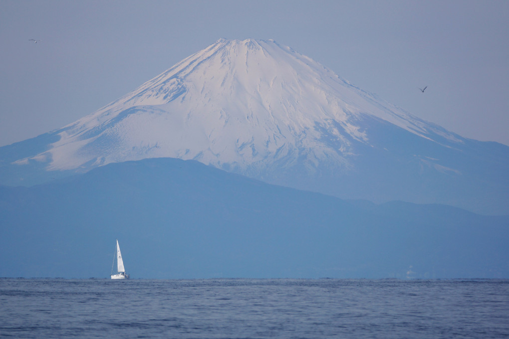 富士山、ヨット、カモメ