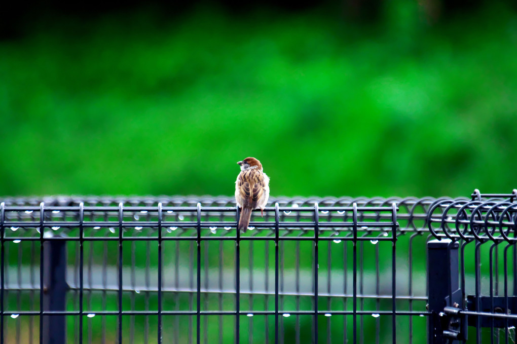 Raindrops keep falling on my head♪