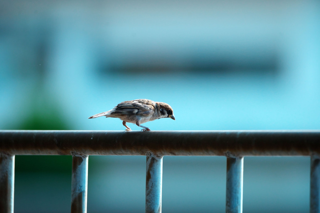 欄干の雀さん