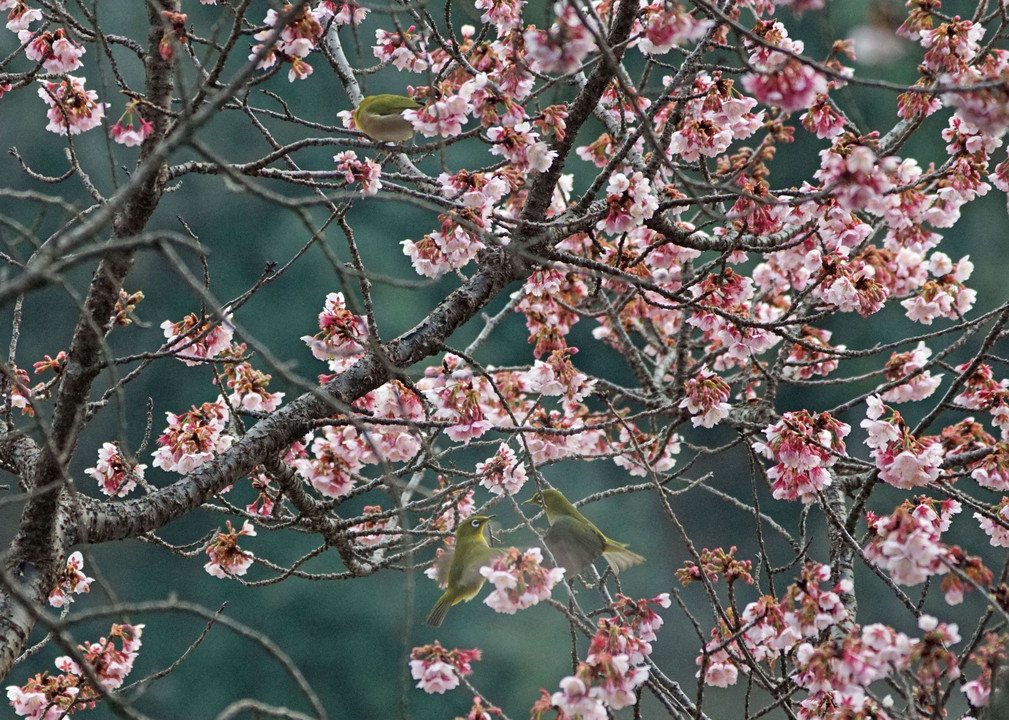 桜の会の諍い