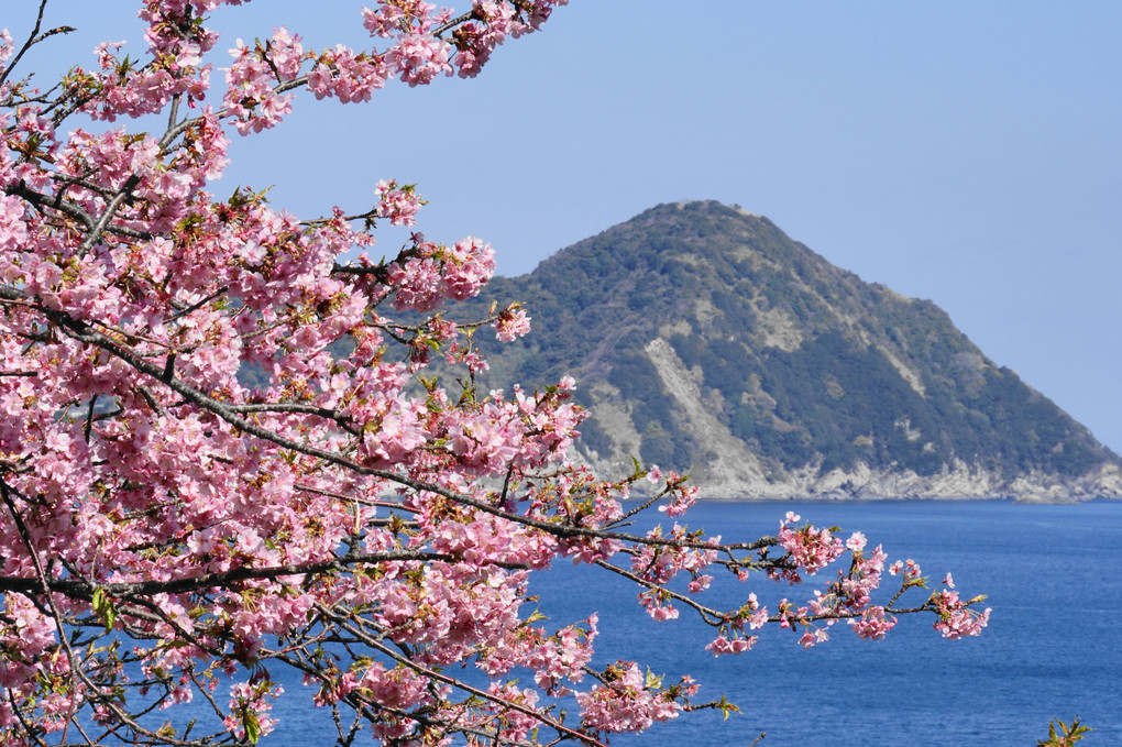 四浦半島の河津桜