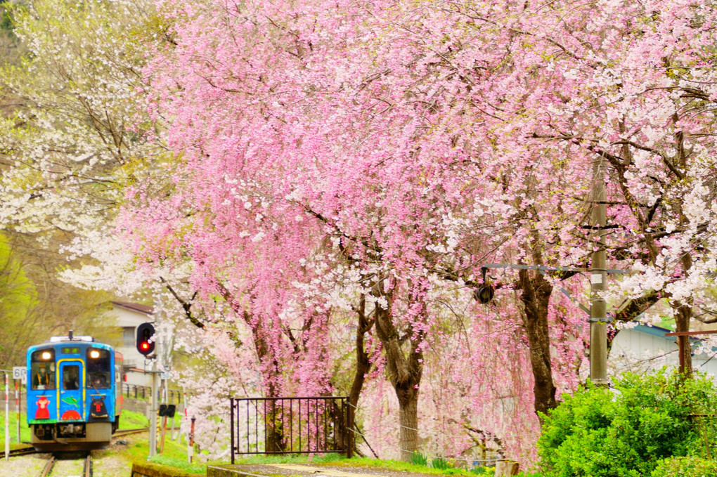 桜いっぱいのホームへ