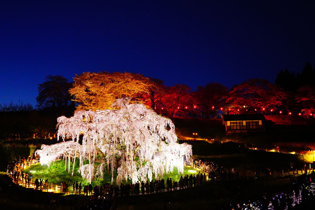 宵闇に映える滝桜