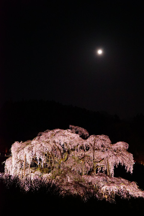 宵闇に映える滝桜
