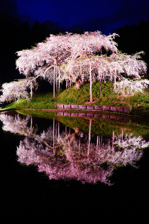 水田に映える地蔵桜　中島の地蔵桜2022