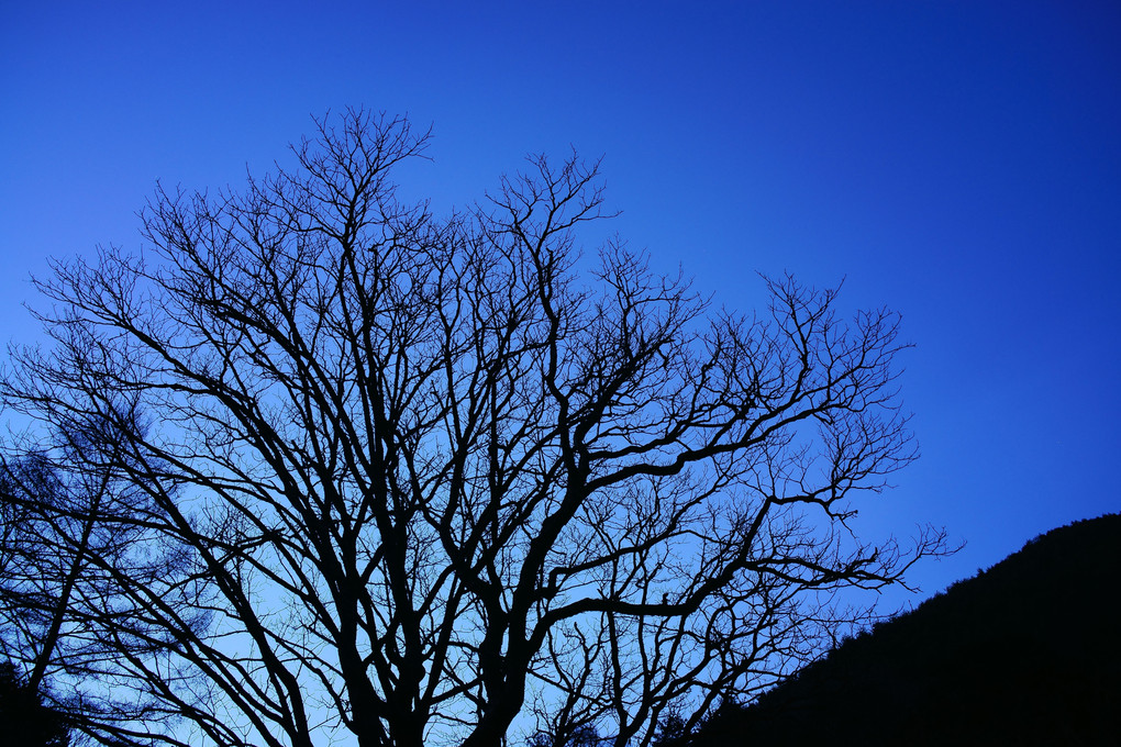 Tree in the Blue