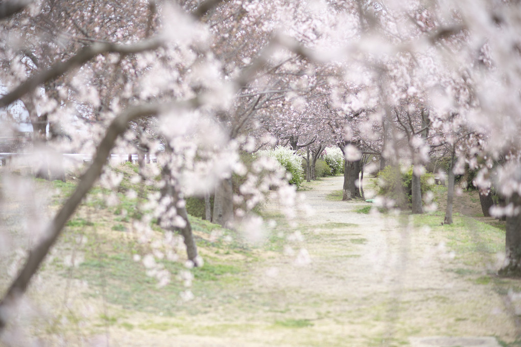 桜道