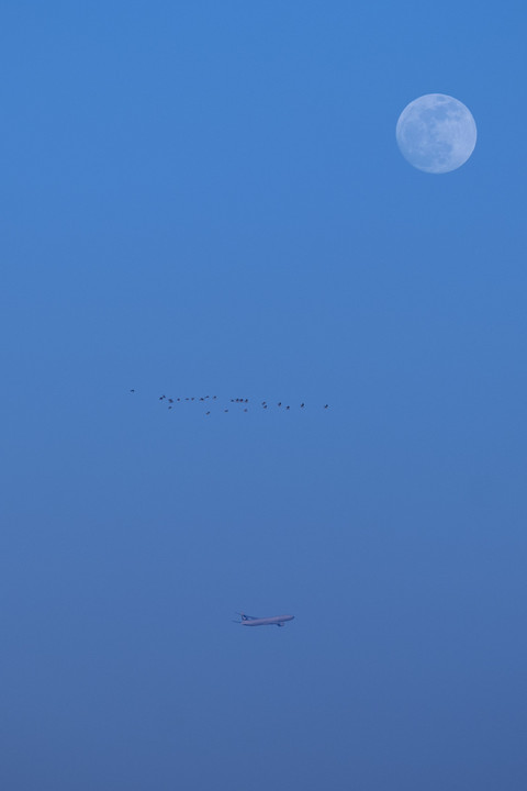 月と飛行機と鳥たち