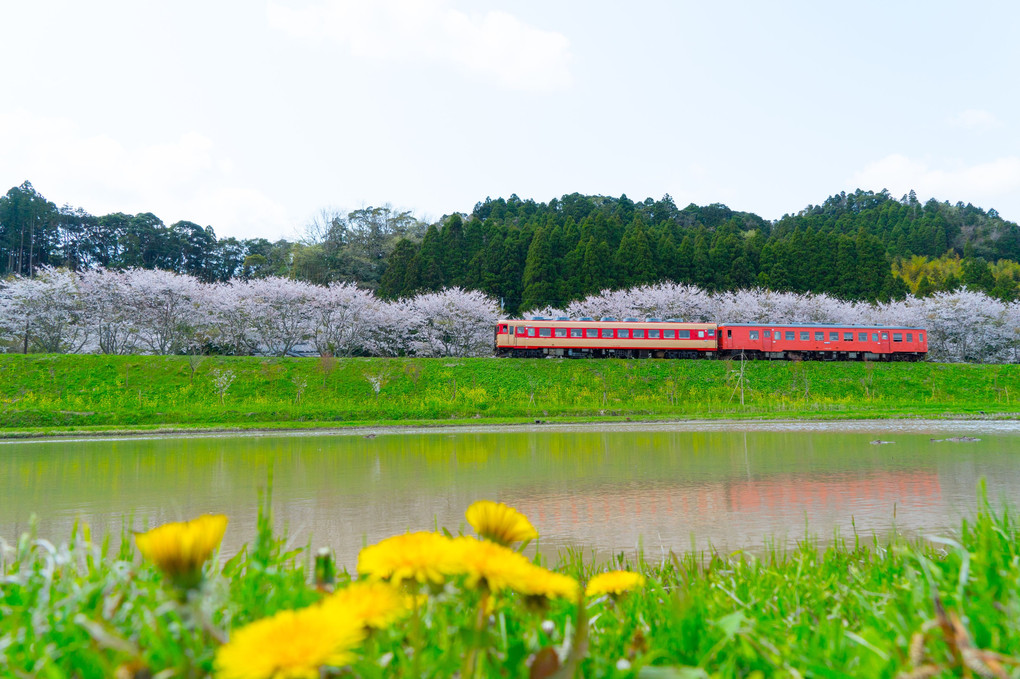 新田野桜坂