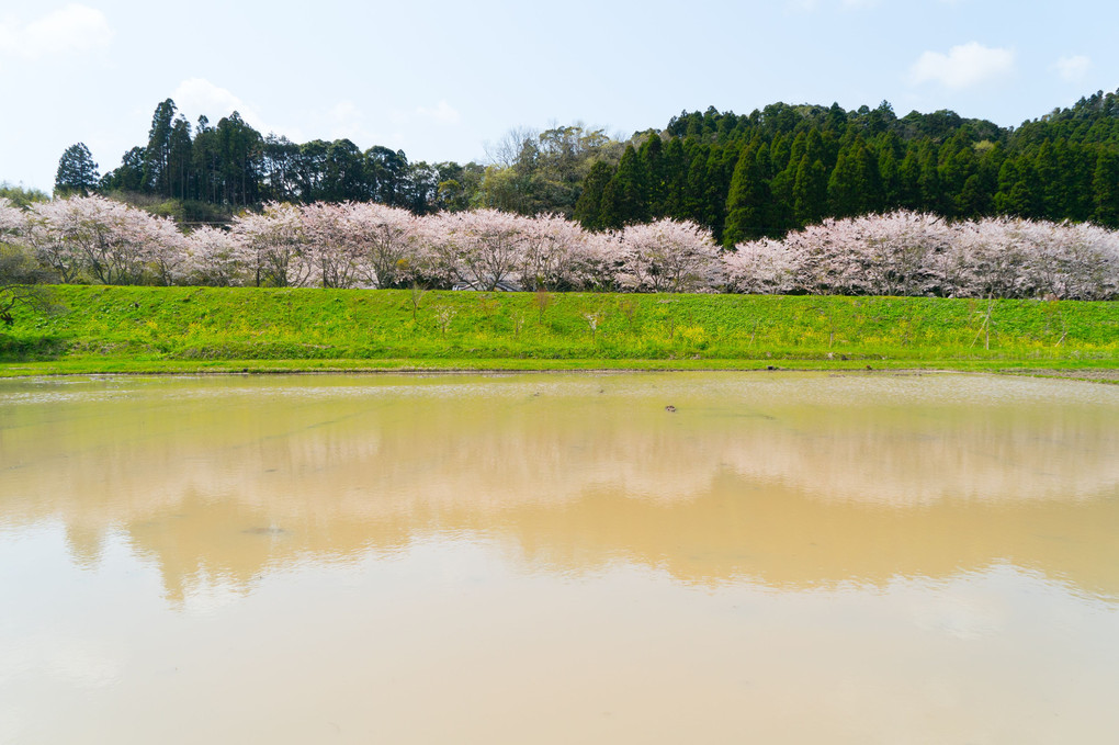 新田野桜坂