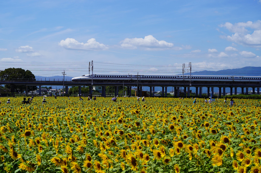ひまわり畑と新幹線