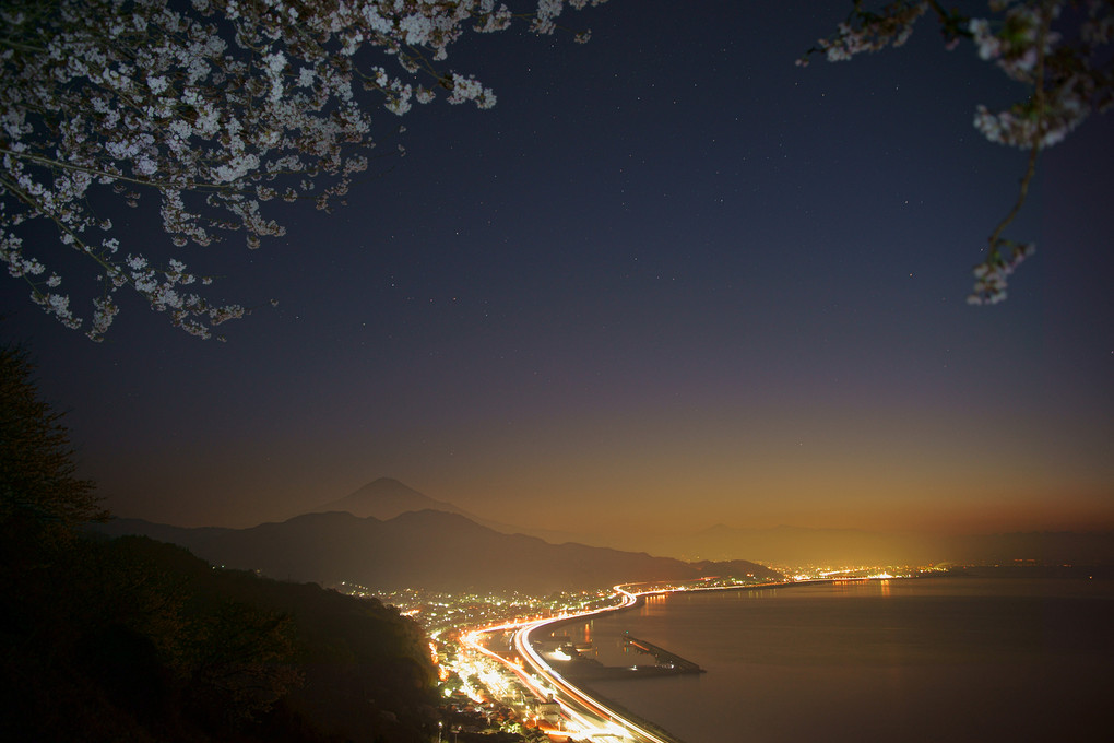 夜明けの桜歳時記