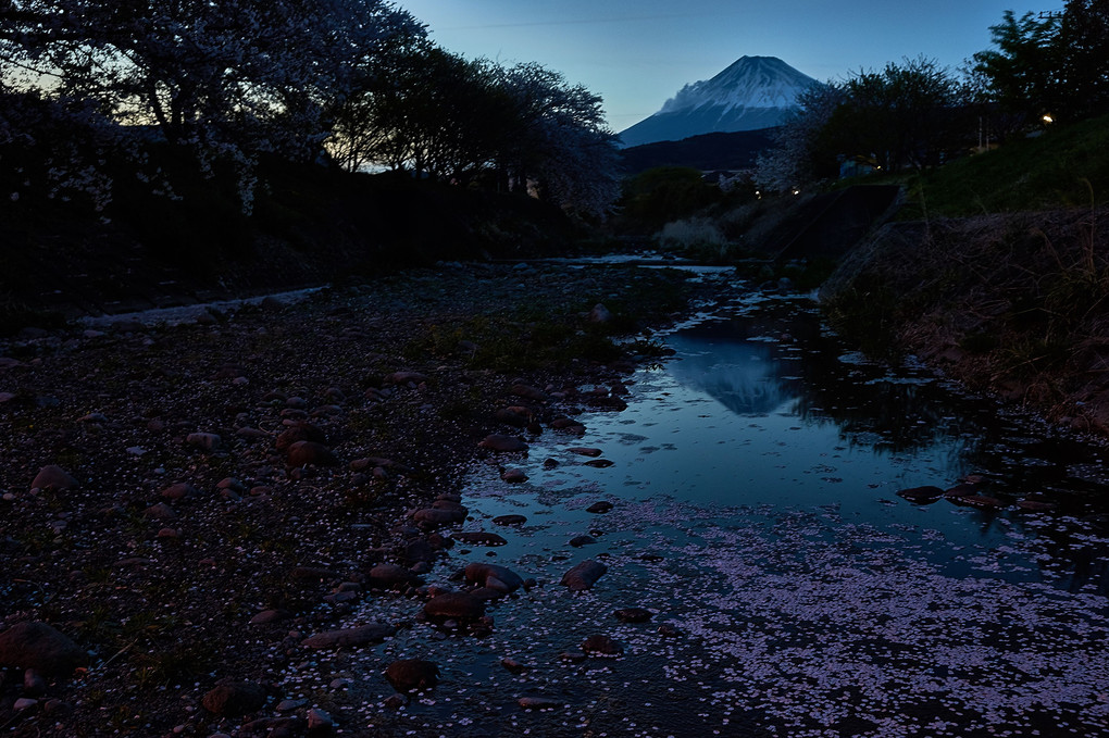 平成最後の桜と富士山