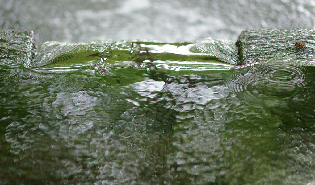 緑陰の湧水