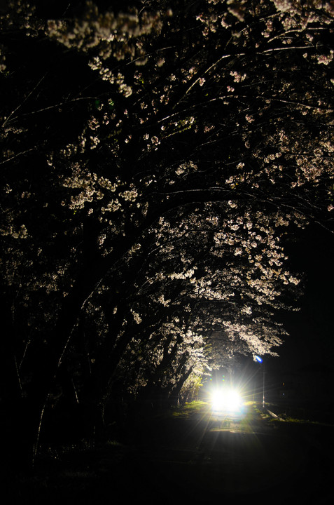 夜桜通り