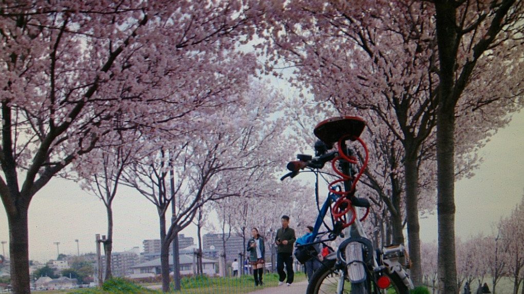 桜並木をサイクリング