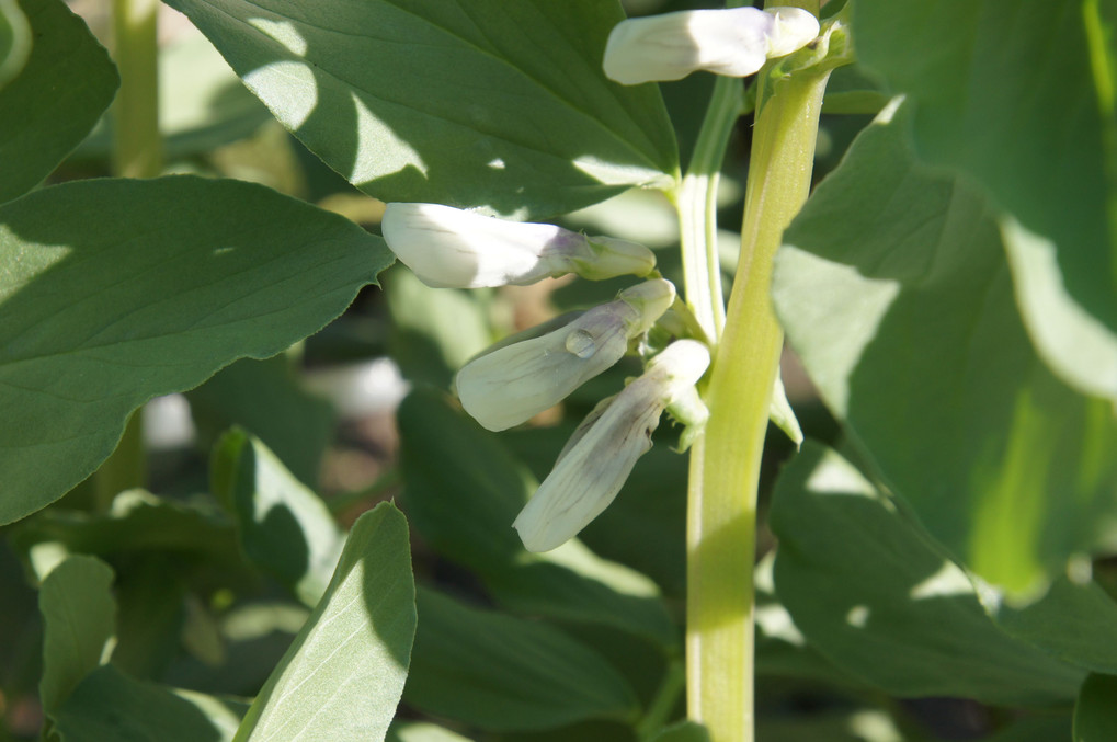 そら豆の花が咲きました