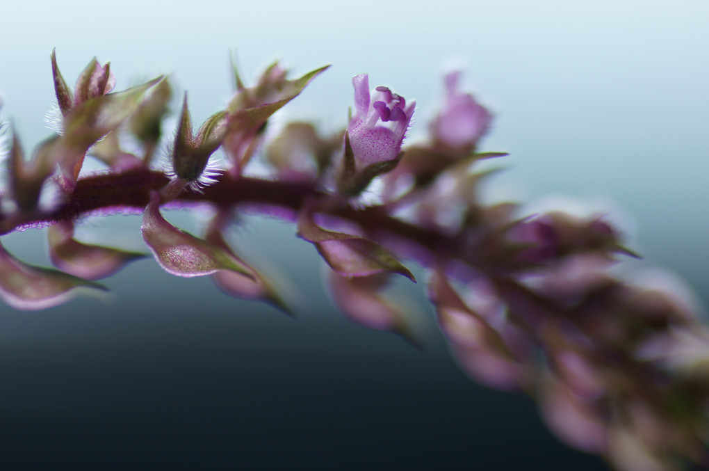 赤紫蘇の花
