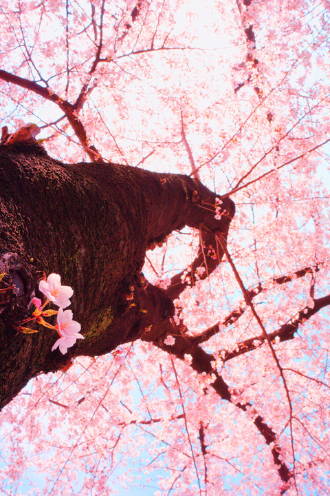樹が好き。～桜編～