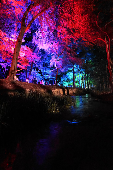 呼応する木々、下鴨神社 糺の森