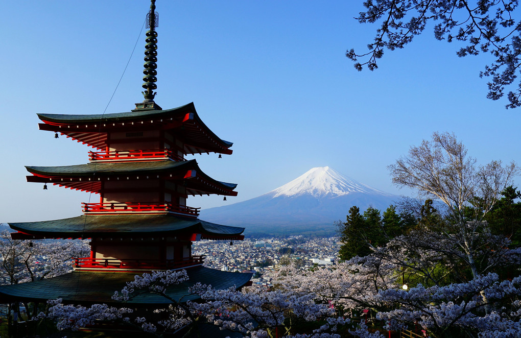 桜まつり　富士山とともに