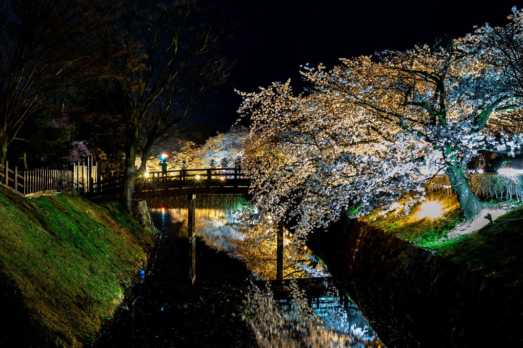 松本城夜桜会・桜並木ライトアップ