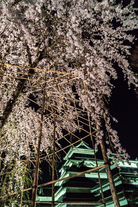松本城夜桜会・桜並木ライトアップ