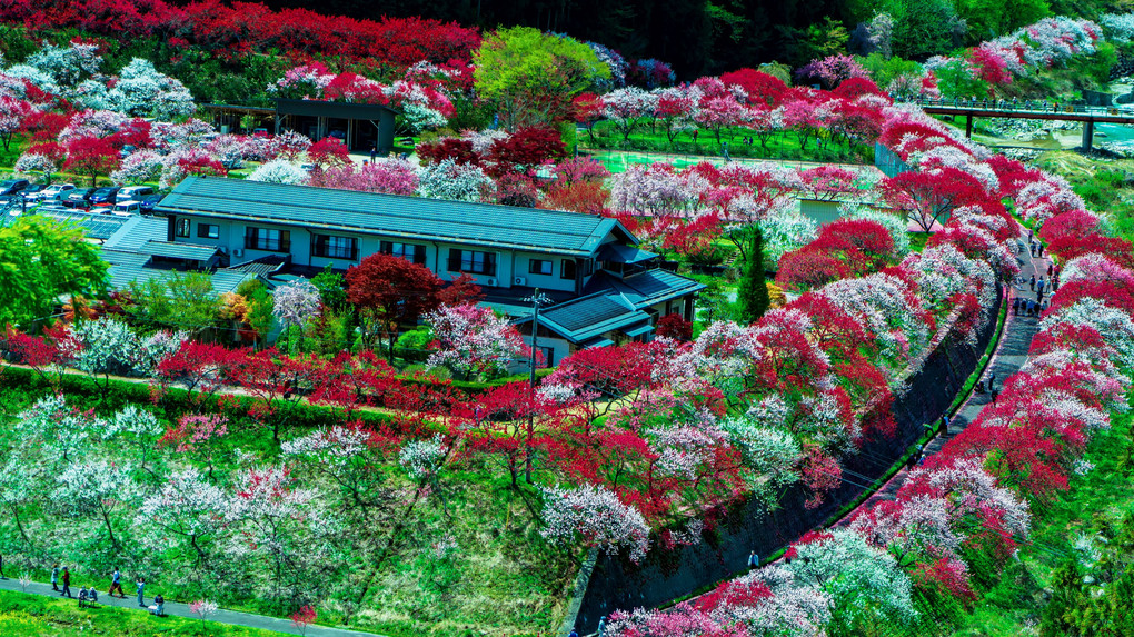 花桃の里～月川温泉郷～