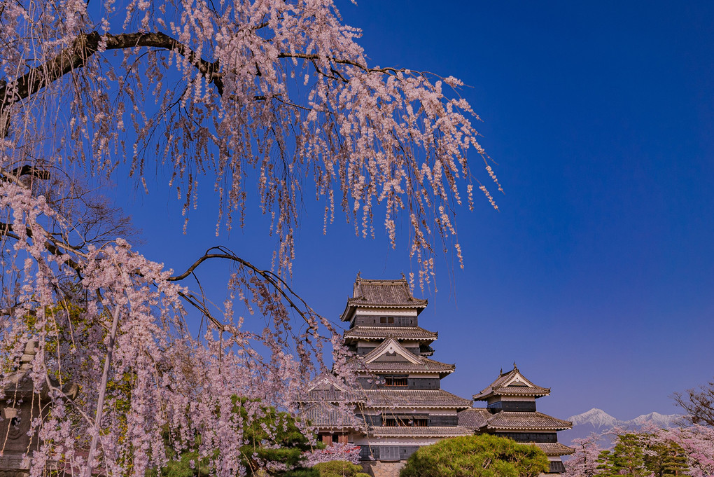 松本城の桜