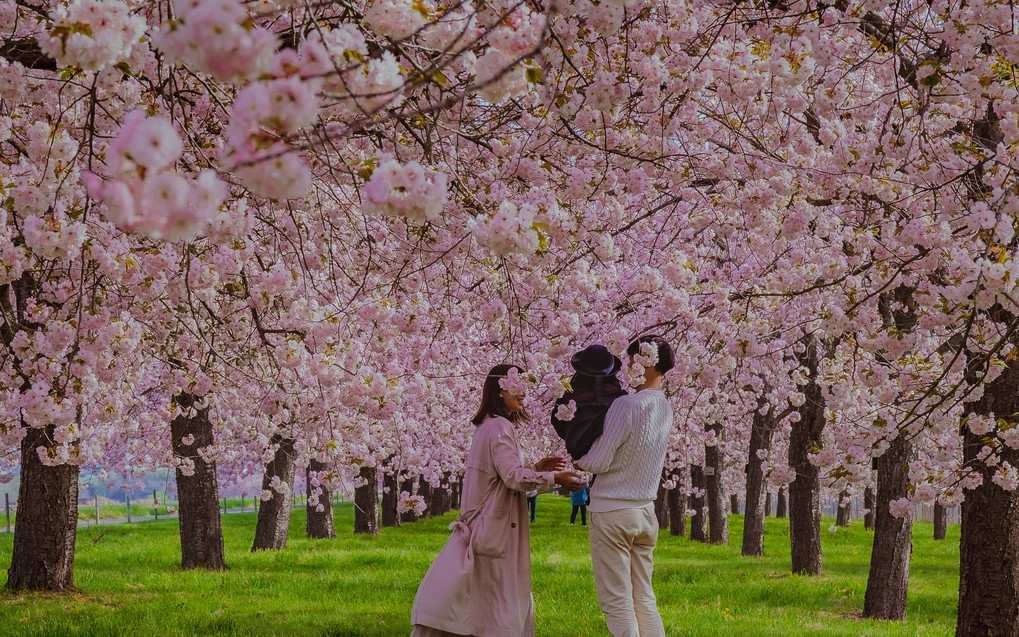 信州の桜