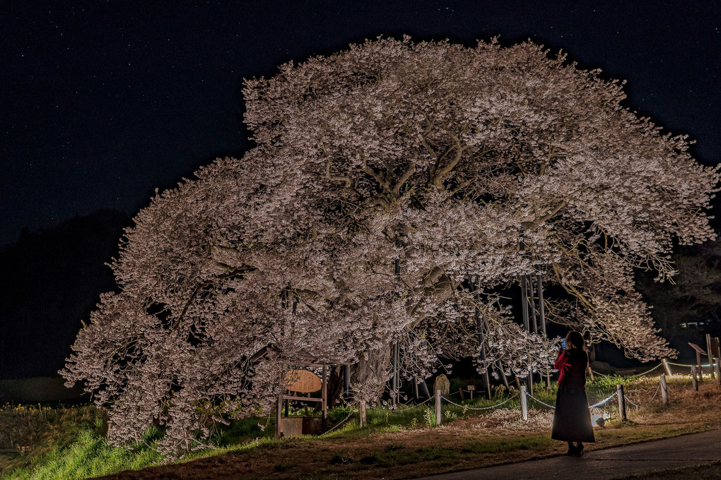 桜でつなぐ平成から令和