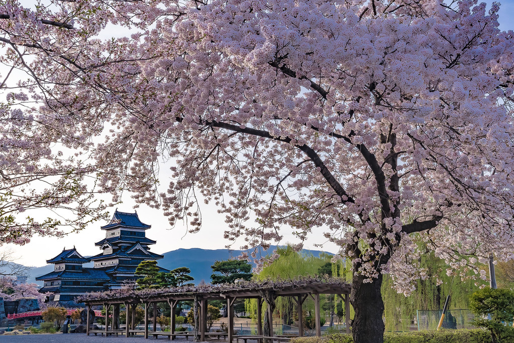 桜を楽しむ(松本）