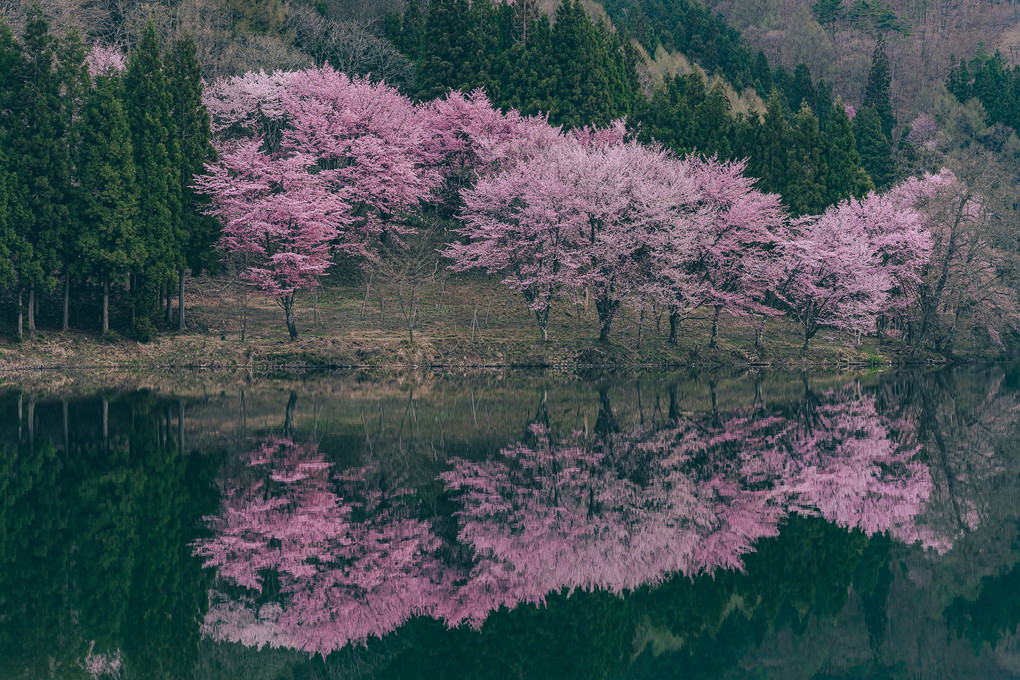 信濃の桜