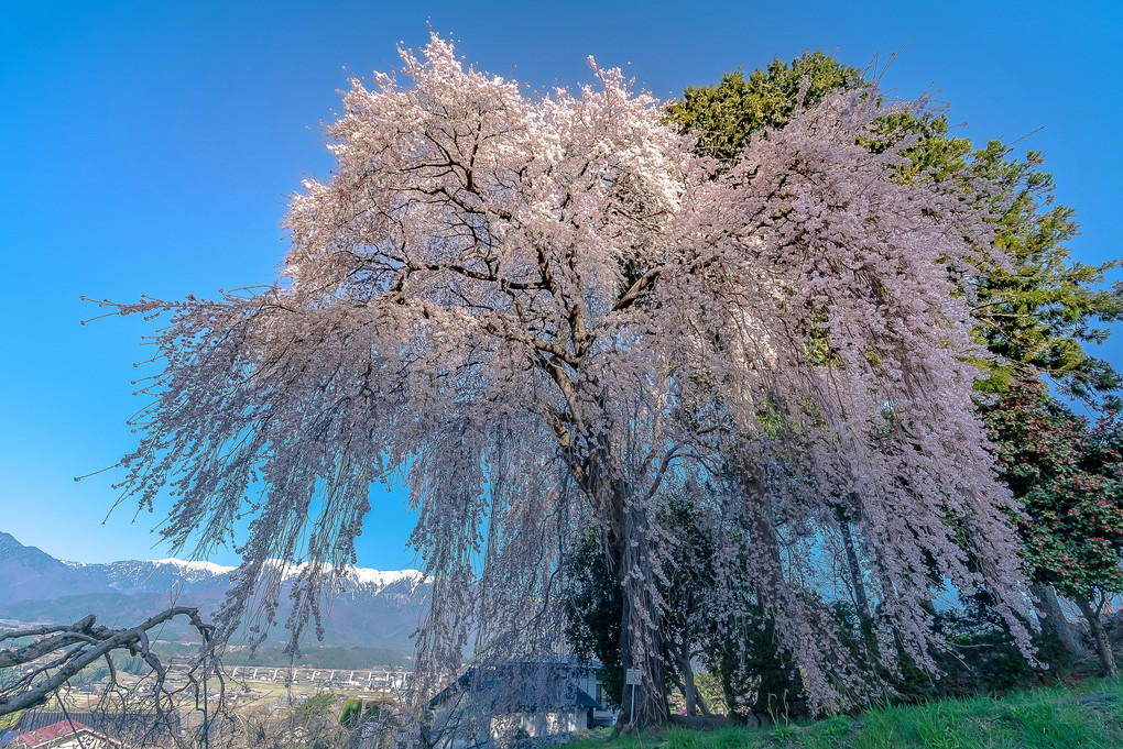 信濃の桜