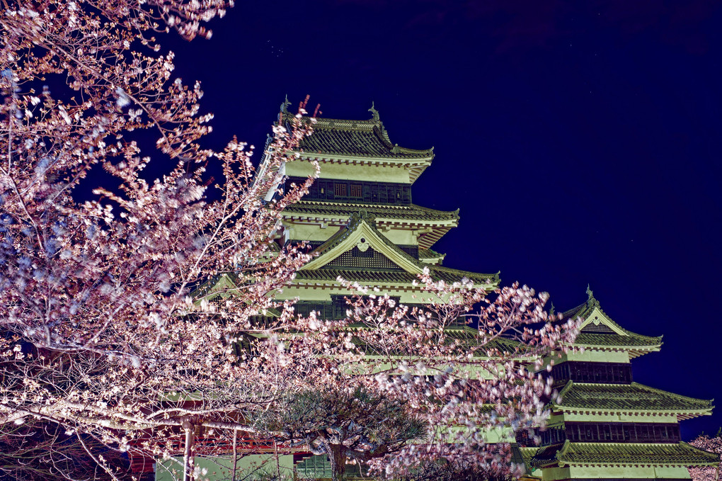 3月に桜の見頃とは…松本城にて
