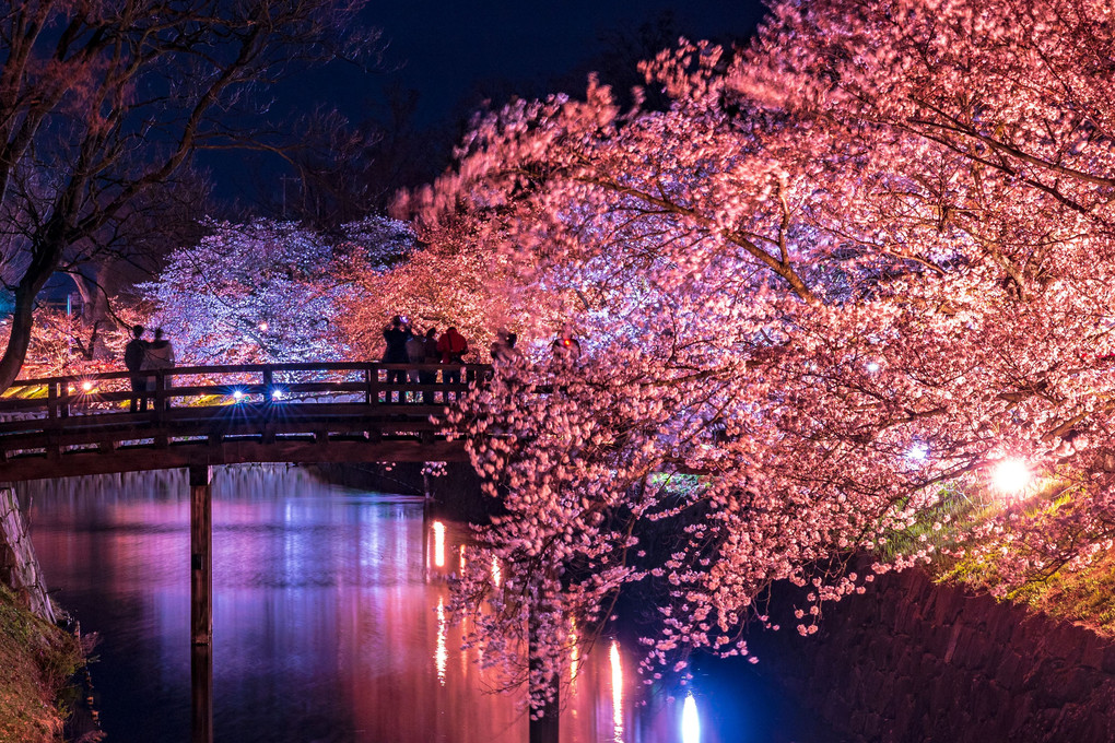 3月に桜の見頃とは…松本城にて