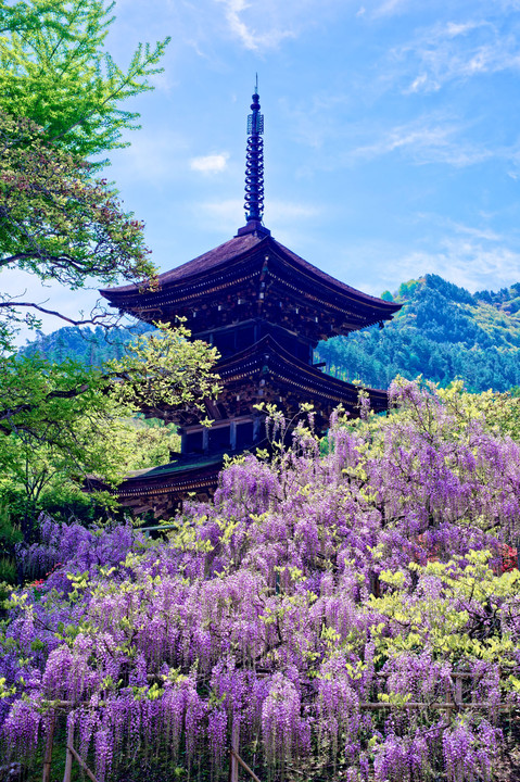 風薫る５月