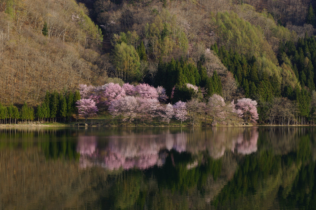 中綱湖のオオヤマザクラ