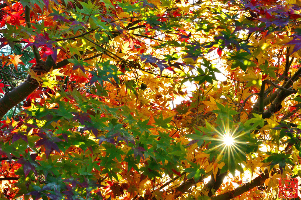 秋の京都色々